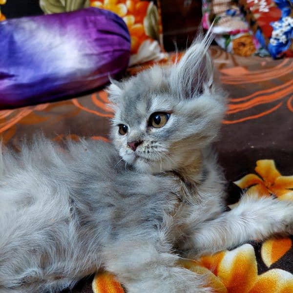 pure Persian cat for sale 18