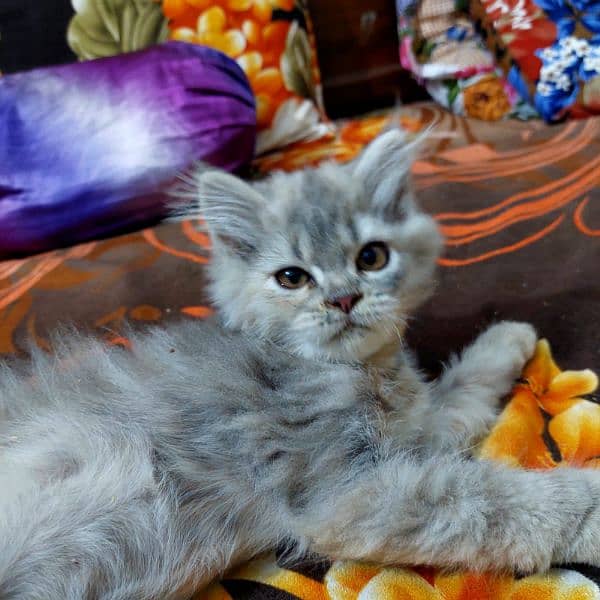 pure Persian cat for sale 19