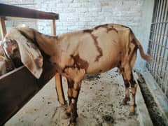 Goat / Bakri / Desi / Maki chini / Ghaban Goat / Bakriyan / بکری