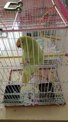 Half Tamed Ringneck Female Green Talking Parrot