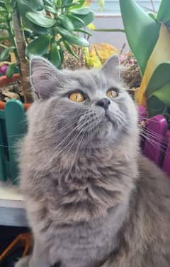 A pair of gray coloured persian cats for sale