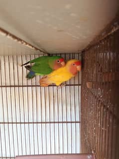 Lotino Lovebird 0