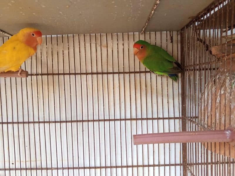 Lotino Lovebird 1