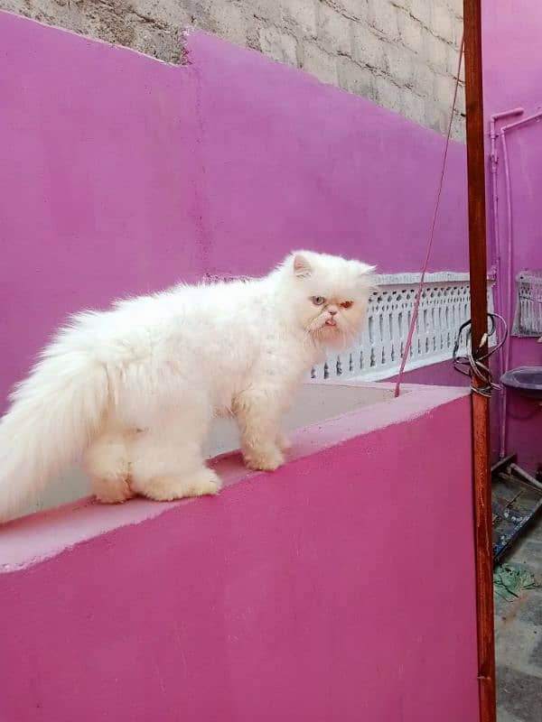 Piki odd eyes female cat available for sale 3