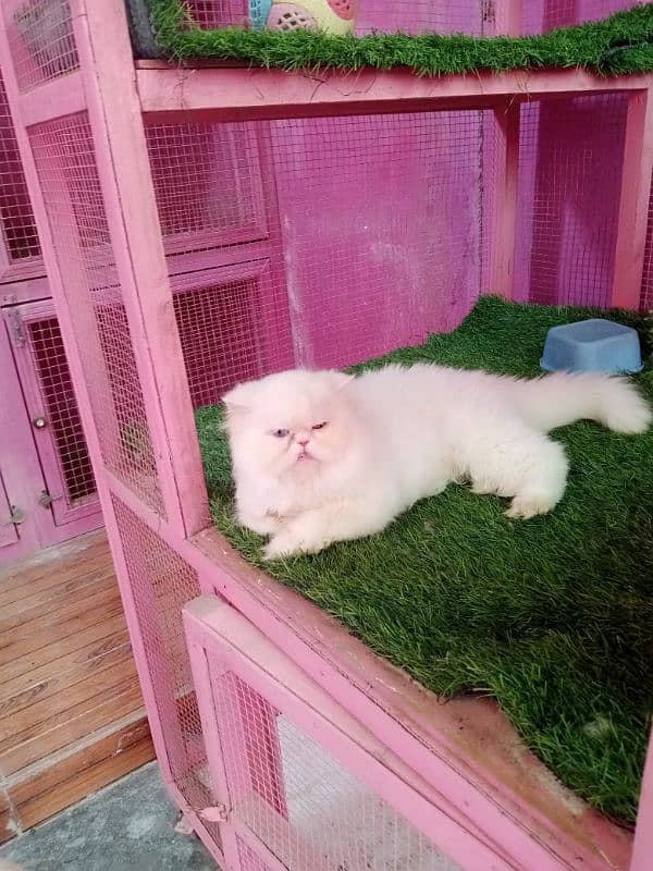 Piki odd eyes female cat available for sale 5