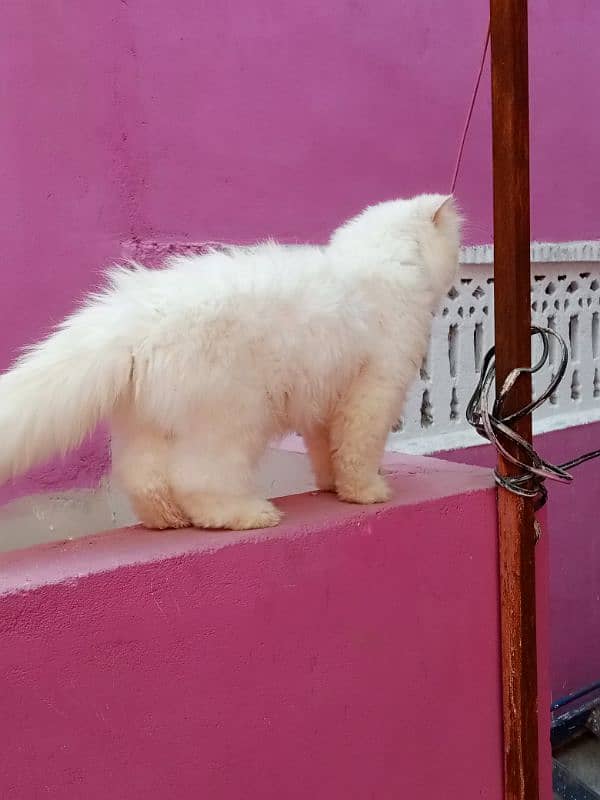 Piki odd eyes female cat available for sale 8