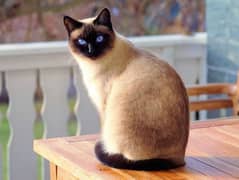 siamese Cat Female