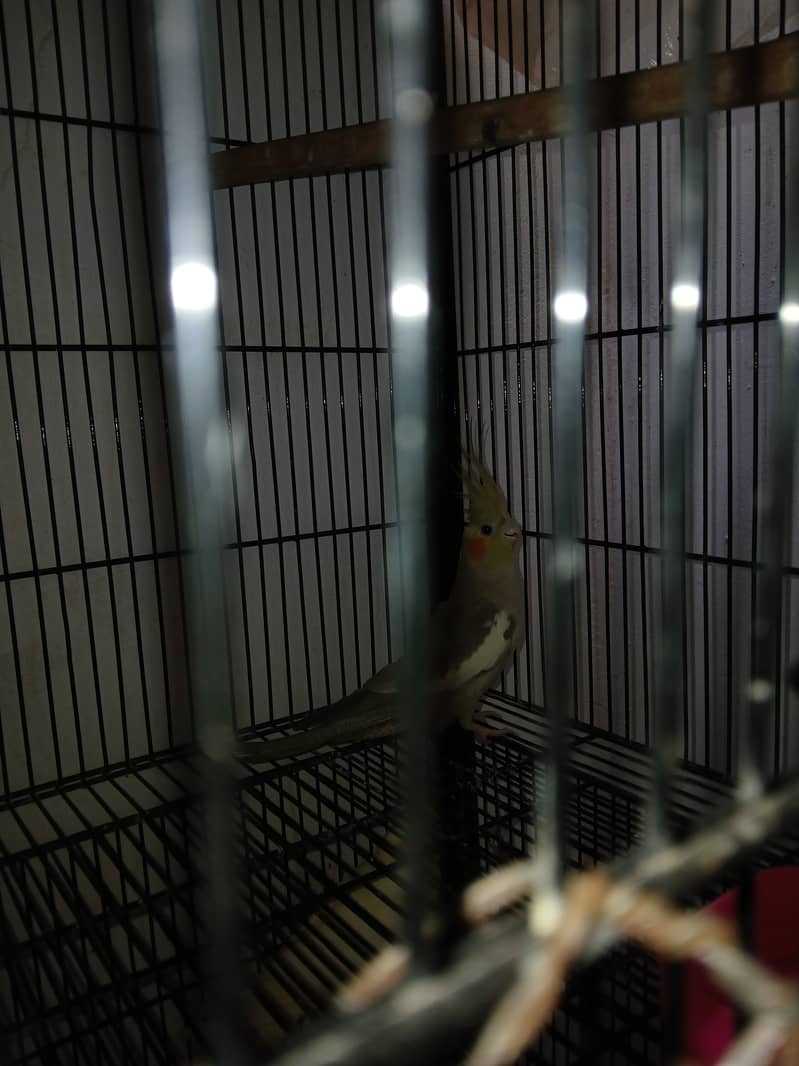 Cockatiel 0