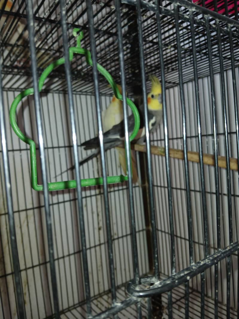 Cockatiel 1