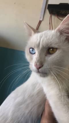 persion cat ood eyes urgent sale