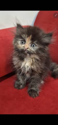 PERSIAN CATS FOR SALE