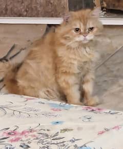 PERSIAN CATS FOR SALE