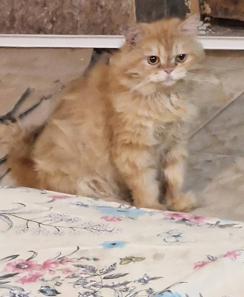 PERSIAN CATS FOR SALE 2