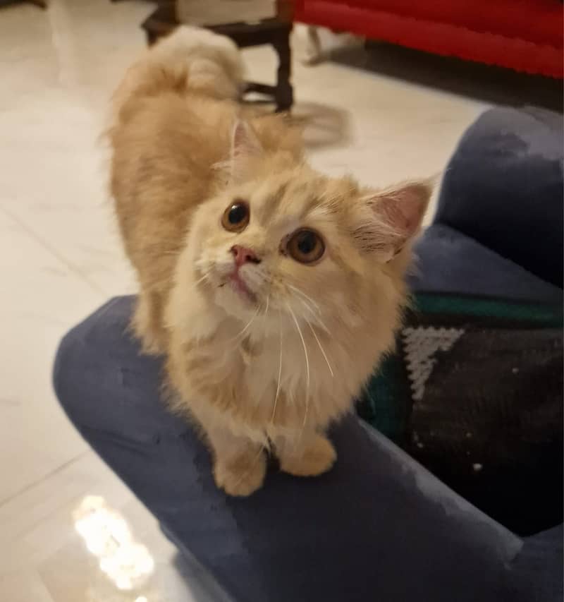 PERSIAN CATS FOR SALE 3