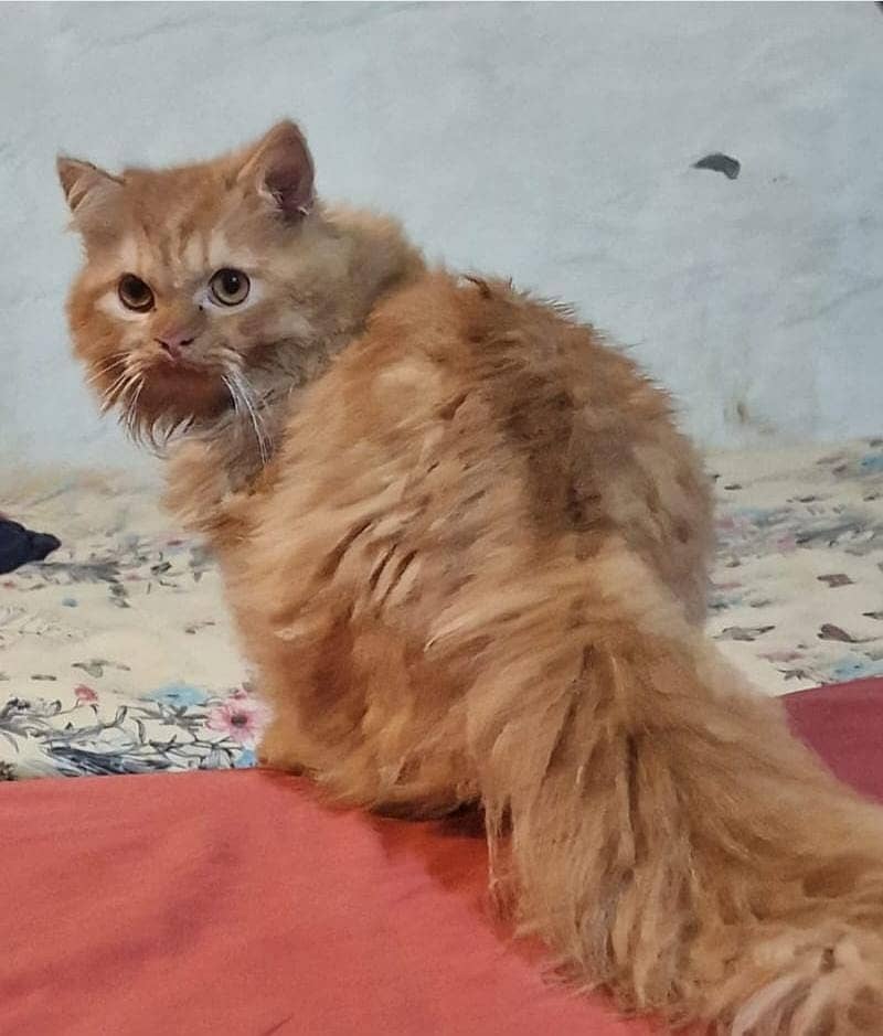 PERSIAN CATS FOR SALE 6