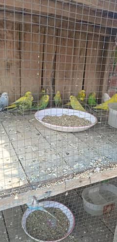 15 jori Australian parrot for sale