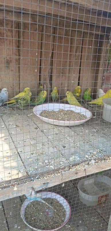 15 jori Australian parrot for sale 0