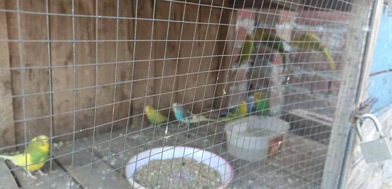 15 jori Australian parrot for sale 1