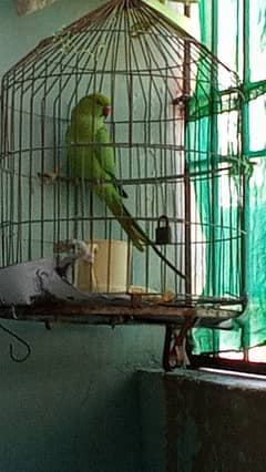 Parrot for sale with cage 0