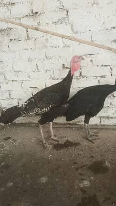 turkey pair