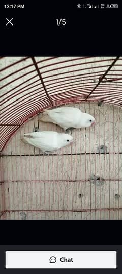 Albino black eye breeder pair 0