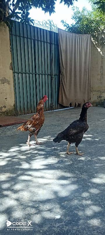 Aseel pair for sale 4