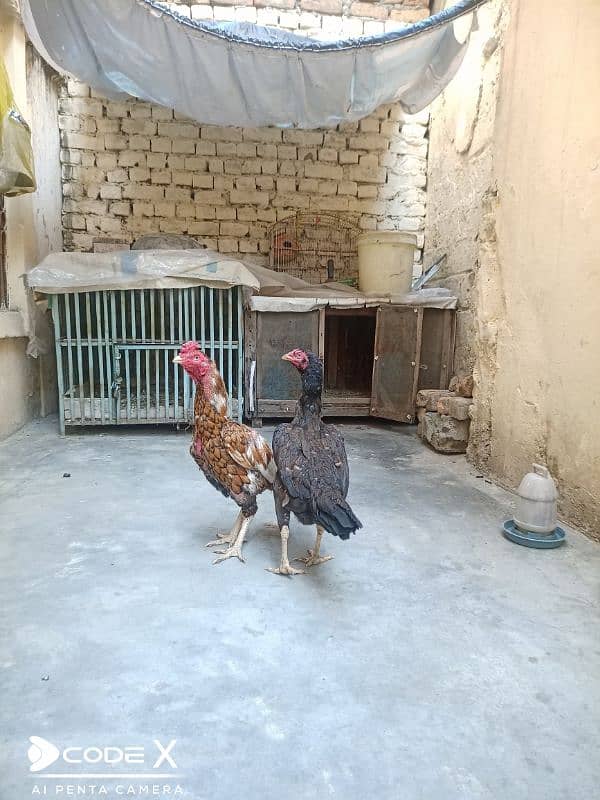 Aseel pair for sale 5