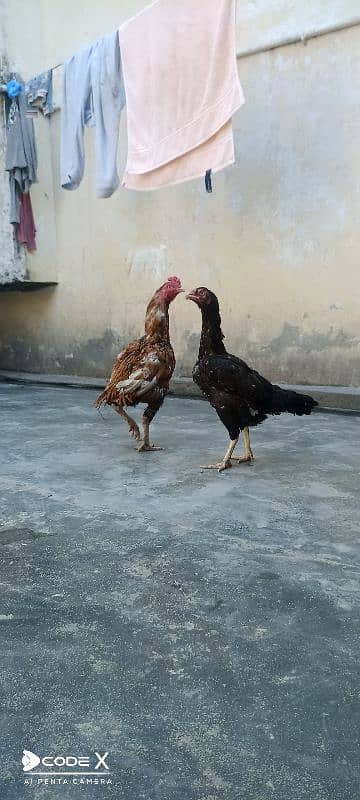 Aseel pair for sale 7