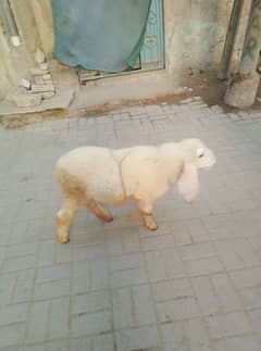 gachla Sargodha sheep