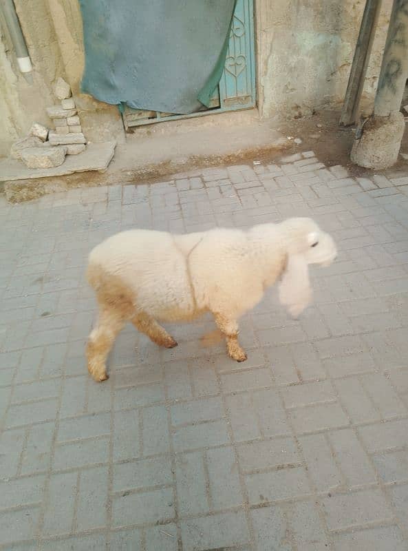 gachla Sargodha sheep 0