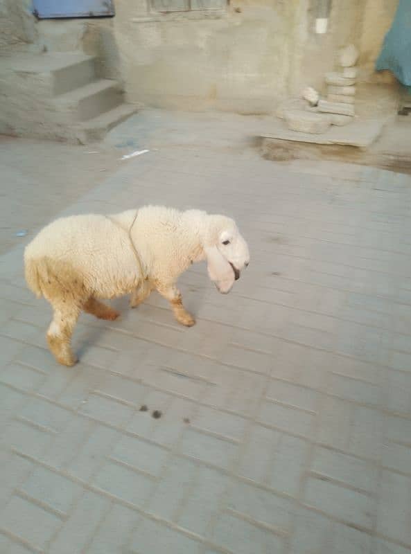 gachla Sargodha sheep 1