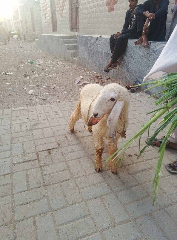 gachla Sargodha sheep 2