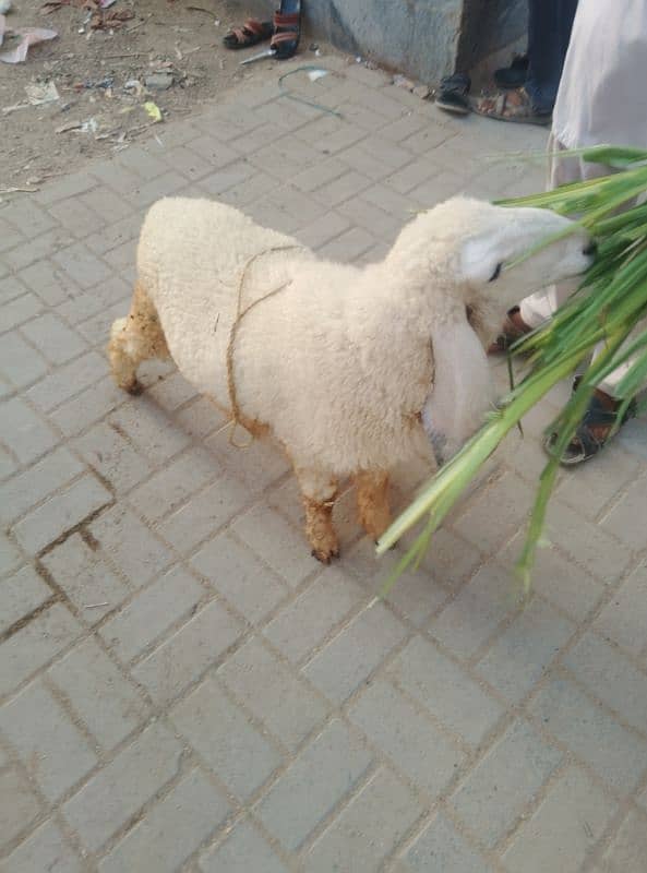 gachla Sargodha sheep 3