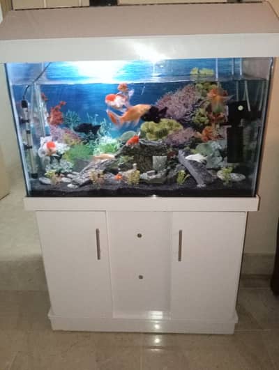fish for sale
