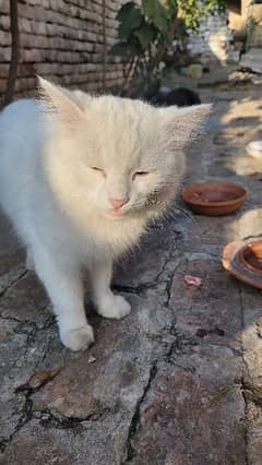 Blue Eye Pure White Persian Cat