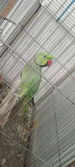 ringneck male parrot for sale, 0