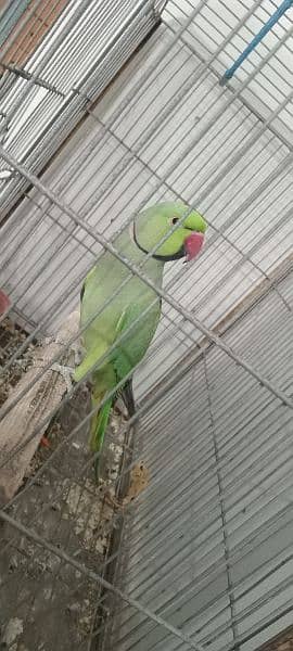 ringneck male parrot for sale, 0