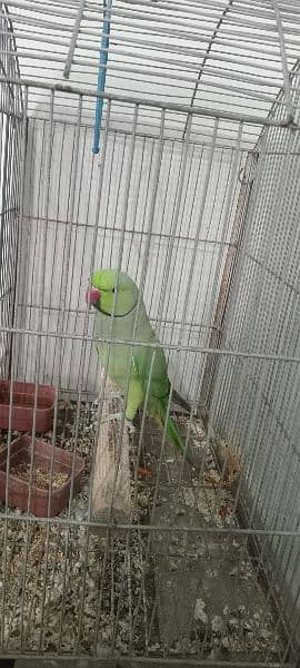 ringneck male parrot for sale, 1