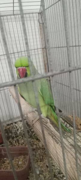 ringneck male parrot for sale, 2