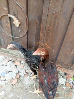 2 Aseel hens far sale urgent