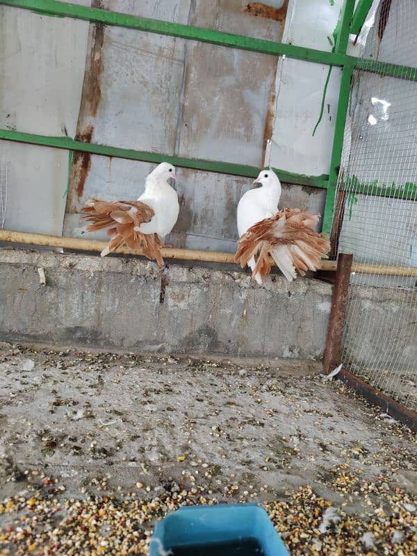 yellow tail breeder pair 5000 white lucky 2000 pair American fan 5000 4