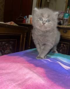 Persian Kitten triple coated female