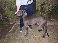 Imported Bloodline Great Dane Boy