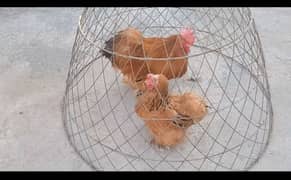 Columbian Buff Bantam pair available fancy hen