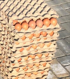 lohman brown hens | lohman brown egg | eggs available unlimted stock