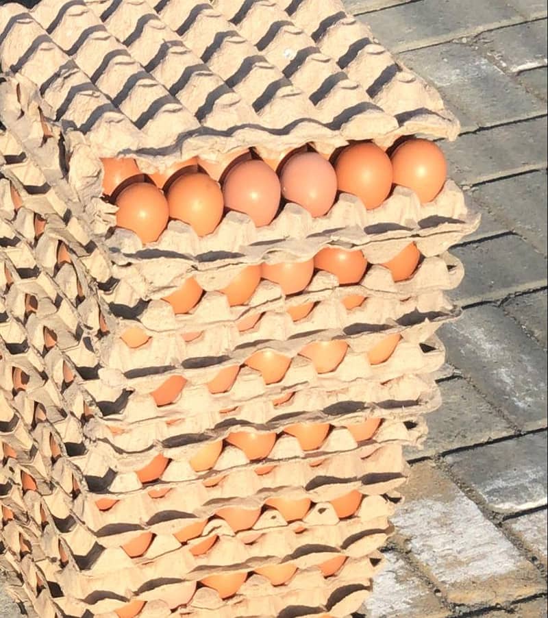 lohman brown hens | lohman brown egg | eggs available unlimted stock 0