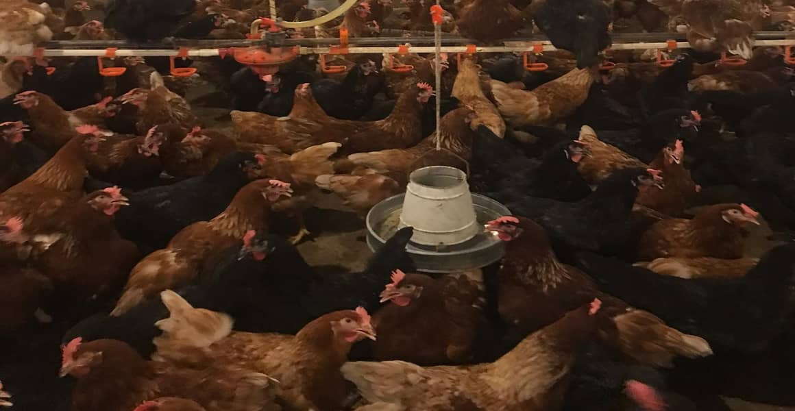 lohman brown hens | lohman brown egg | eggs available unlimted stock 5