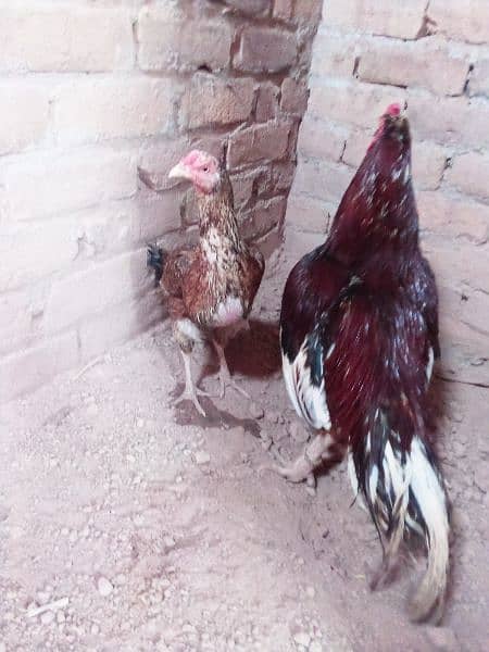 aseel mianwali cheena pair for sale 0