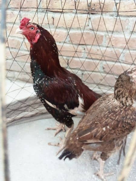 aseel mianwali cheena pair for sale 1