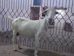 tedi bakri goat for sale